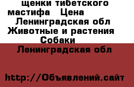 щенки тибетского мастифа › Цена ­ 50 000 - Ленинградская обл. Животные и растения » Собаки   . Ленинградская обл.
